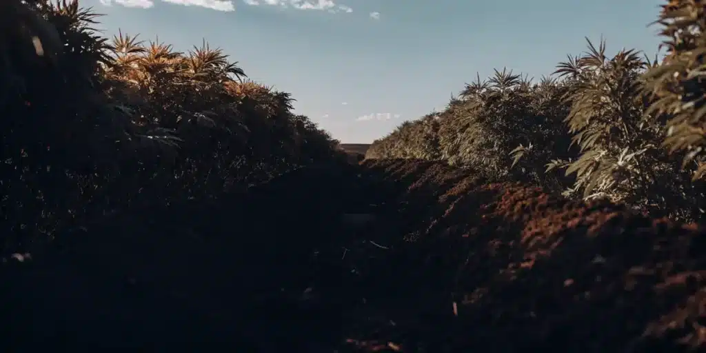 Hemp plants growing in soil beds under warm sunset light.