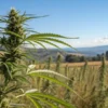 Close-up of a hemp plant growing in a rural outdoor field with mountains in the background.