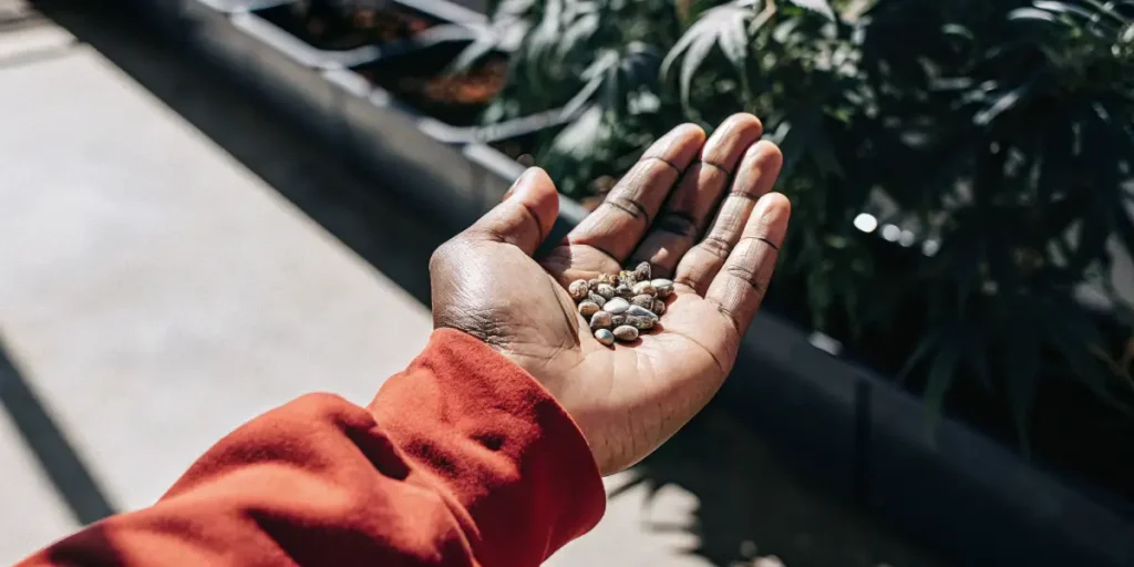 Person holding hemp seeds in hand next to outdoor cannabis plants.