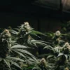 Indoor cannabis plants in flowering stage under LED lights in a grow room.