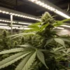 Cannabis plant in flowering stage under LED lights in indoor grow room.