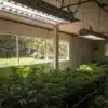 Indoor cannabis grow room with plants under LED lights and natural window light.