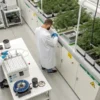 Scientists working with cannabis plants in controlled indoor laboratory setup.