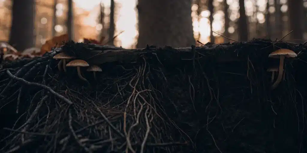 Mycorrhizal fungi and plant roots interacting in forest soil cross-section.