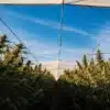 Cannabis plants growing in covered rows in an outdoor cultivation field.