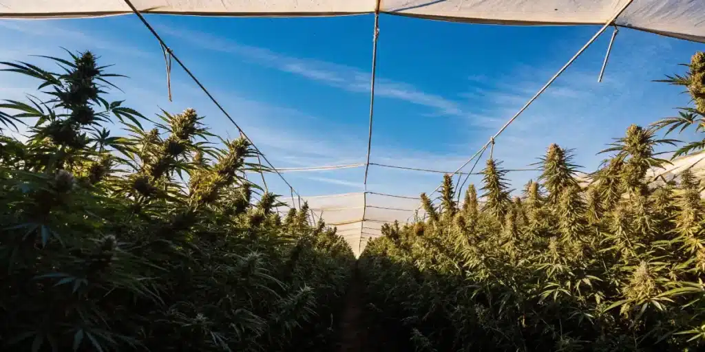 Cannabis plants growing in covered rows in an outdoor cultivation field.