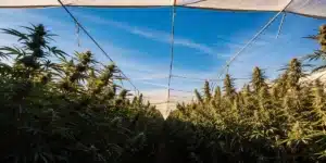 Cannabis plants growing in covered rows in an outdoor cultivation field.