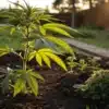 Young cannabis plant growing in outdoor garden at sunset.