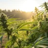Cannabis plants flowering outdoors in a field during golden sunset light.