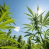 Low-angle view of cannabis plants growing outdoors under bright sunlight.