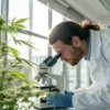 Scientist examining a cannabis plant with a microscope in a laboratory.