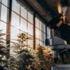 Scientist analyzing cannabis plant samples under microscope in laboratory.