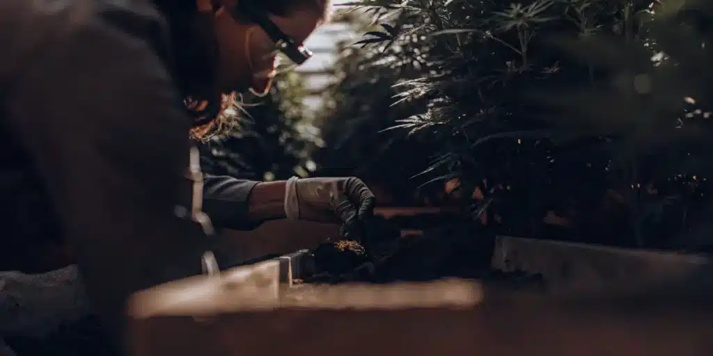 Scientist examining soil near cannabis plants in greenhouse environment.