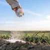 Farmer spreading powdered fertilizer over soil in agricultural field.