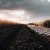 Agricultural field showing soil amendment comparison with treated and untreated soil rows at sunset.