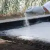 Gloved hand applying powdered lime to soil in cultivation bed.