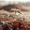 Young cannabis plants growing outdoors with morning dew and warm sunlight.