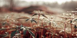 Young cannabis plants growing outdoors with morning dew and warm sunlight.