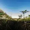 Young cannabis seedlings growing in soil rows outdoors under blue sky.