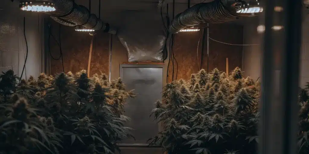Indoor cannabis flowering room with advanced climate control ducts and mature marijuana plants.
