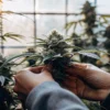 Hands inspecting mature cannabis buds inside a greenhouse cultivation facility during flowering stage.