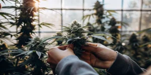 Hands inspecting mature cannabis buds inside a greenhouse cultivation facility during flowering stage.