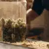Cannabis Buds Curing in Glass Jar