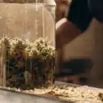 Cannabis Buds Curing in Glass Jar