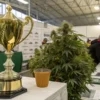Cannabis competition trophy displayed beside a flowering cannabis plant at a cultivation awards event.