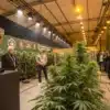 Judges, media, and attendees evaluating cannabis plants during a live cannabis cup competition.