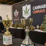 Award trophies displayed beside championship cannabis flowers during a cannabis cup competition.