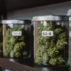 Glass jars filled with cannabis buds labeled for humidity-controlled curing and long-term storage.