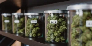 Glass jars filled with cannabis buds labeled for humidity-controlled curing and long-term storage.