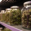Glass jars filled with cured cannabis buds stored on shelves inside a professional marijuana curing room.