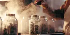 Glass jars filled with cannabis buds during a terpene-preserving curing process with visible vapor.