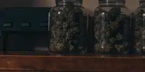 Glass jars filled with cured cannabis buds stored on a wooden shelf in a dark room.