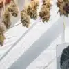 Cannabis drying room with hanging marijuana buds and ventilation fan for controlled airflow and humidity management.