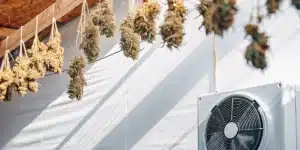 Cannabis drying room with hanging marijuana buds and ventilation fan for controlled airflow and humidity management.