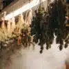 Cannabis drying room with hanging marijuana branches and controlled humidity for proper curing conditions.