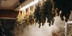 Cannabis drying room with hanging marijuana branches and controlled humidity for proper curing conditions.
