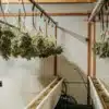 Cannabis drying room with harvested marijuana plants hanging during the post-harvest curing process.