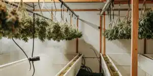 Cannabis drying room with harvested marijuana plants hanging during the post-harvest curing process.