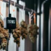 Cannabis buds hanging in a drying room with a digital temperature monitor displaying controlled drying conditions.