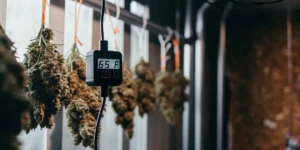 Cannabis buds hanging in a drying room with a digital temperature monitor displaying controlled drying conditions.