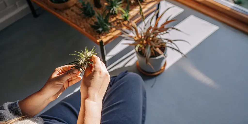 Hands holding and inspecting cannabis flower beside indoor plants by sunny window.