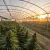 Thriving cannabis plants in a sunlit Minnesota.