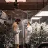 Cannabis cultivation specialists inspecting flowering marijuana plants inside a controlled indoor grow room.