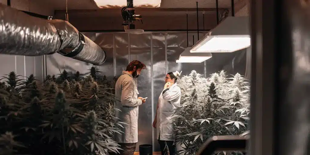 Cannabis cultivation specialists inspecting flowering marijuana plants inside a controlled indoor grow room.