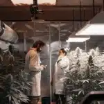Cannabis cultivation specialists inspecting flowering marijuana plants inside a controlled indoor grow room.