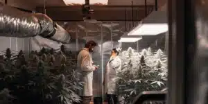 Cannabis cultivation specialists inspecting flowering marijuana plants inside a controlled indoor grow room.